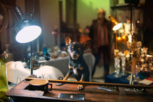 Charger l'image dans la galerie, Le chien